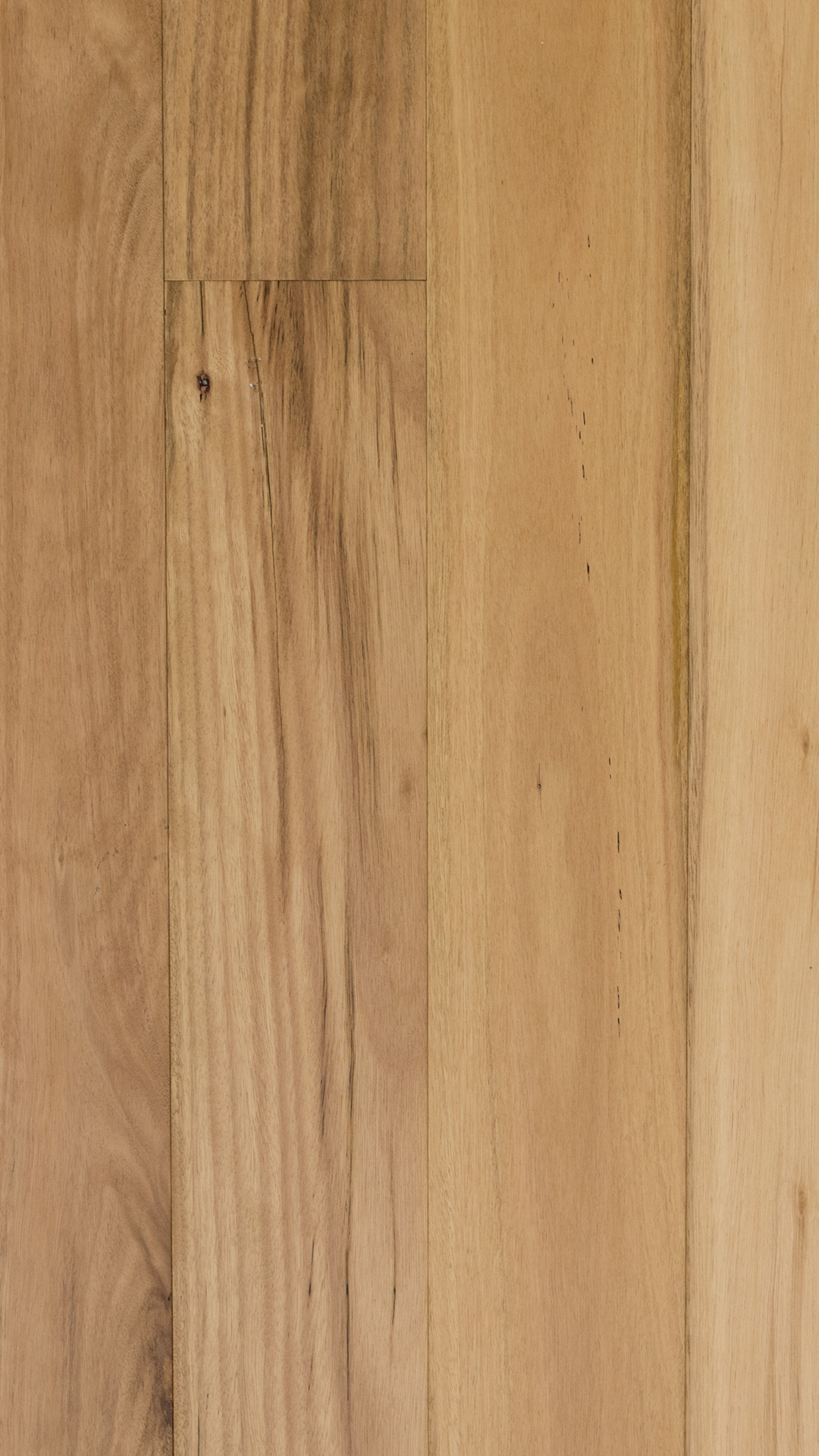 Blackbutt