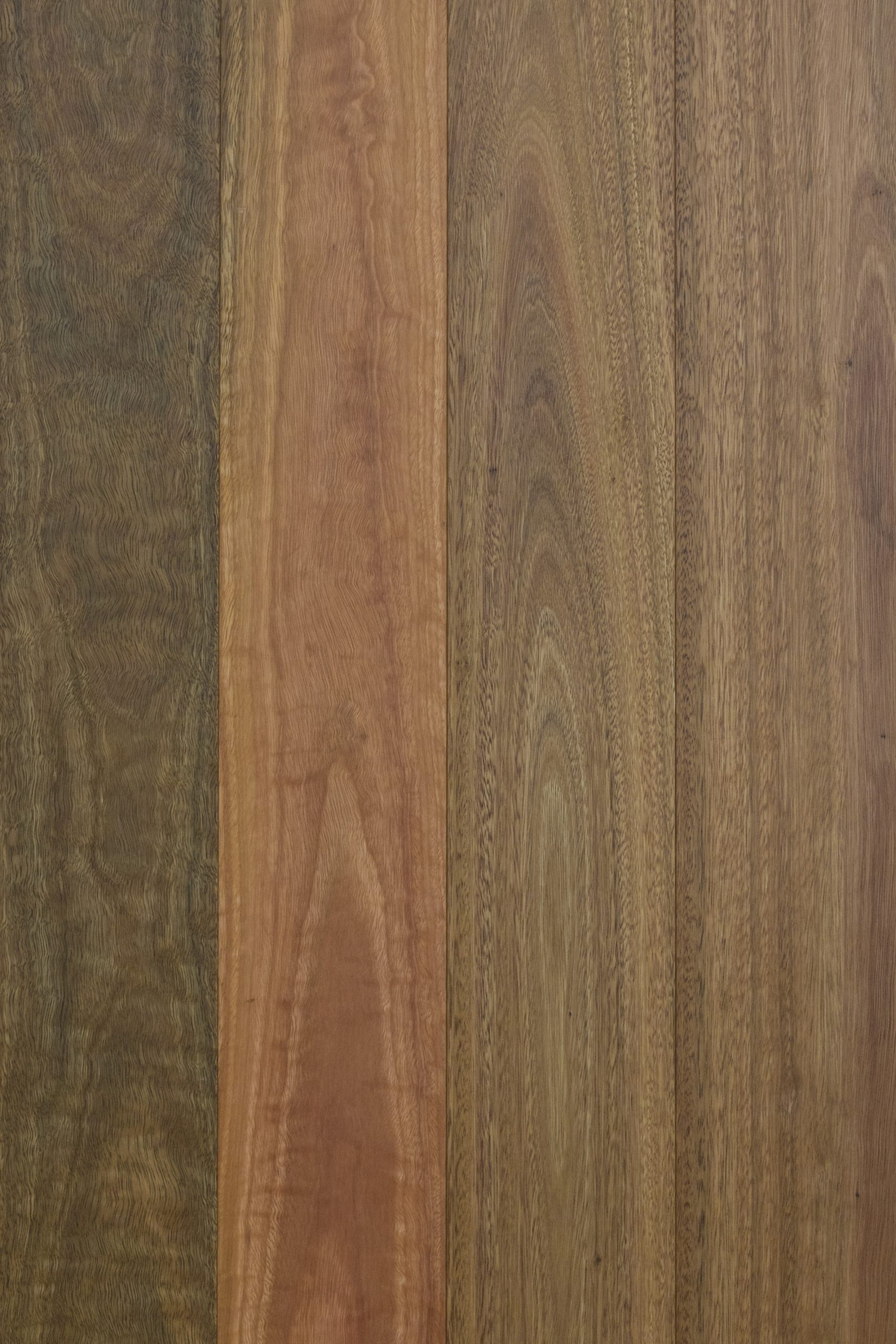 Spotted gum